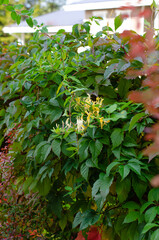 Landscape and part of the hedge in the cottage village. Autumn leaf fall season, gardening. Vertical photo.