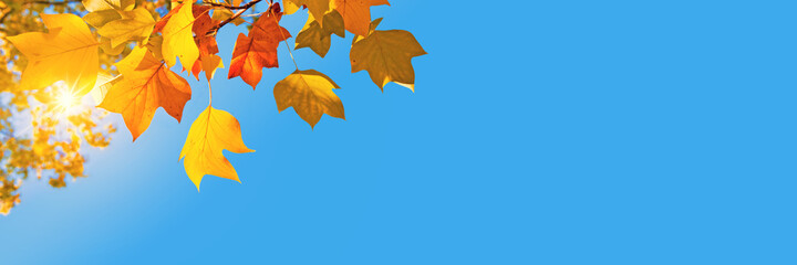 Autumnal panoramic background, sun, yellow leaves and blue sky - Powered by Adobe