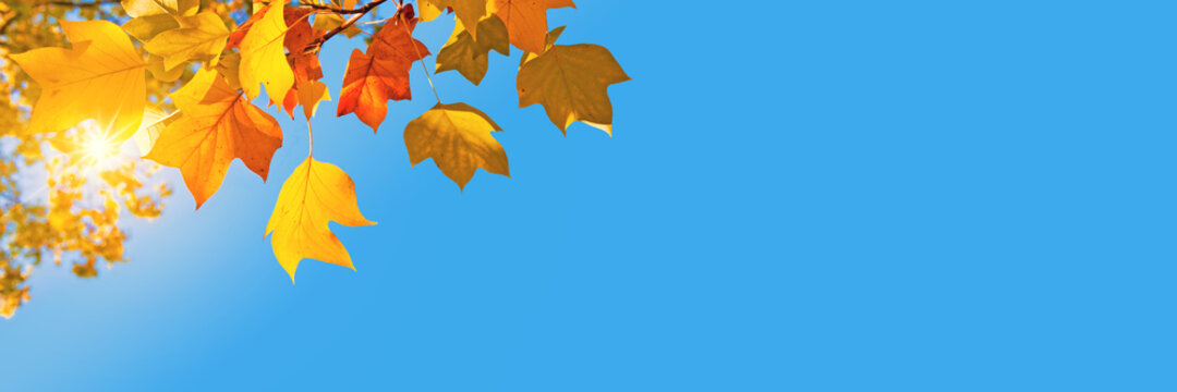Autumnal panoramic background, sun, yellow leaves and blue sky