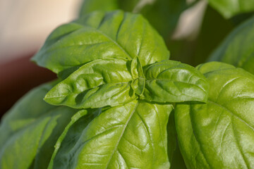 basil plant broadleaf fresh green healthy top vies macro