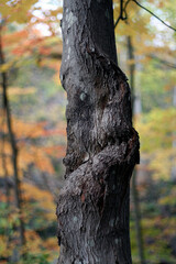 ARBRE AU TRONC TORDU