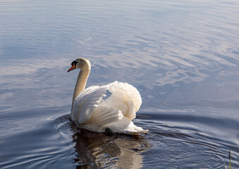 A male mute swan swims on a pond in southern Germany
