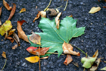 une feuilles d'érable sur le bitume à l'automne