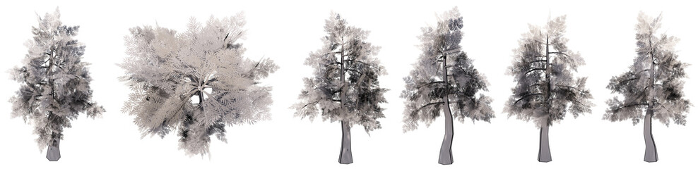 Set or collection of drawings of Giantwood trees isolated on white background . Concept or conceptual 3d illustration for nature, ecology and conservation, strength and endurance, force and life