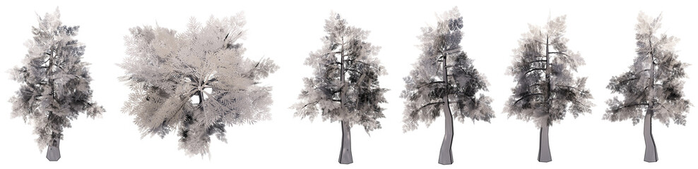 Fototapeta premium Set or collection of drawings of Giantwood trees isolated on white background . Concept or conceptual 3d illustration for nature, ecology and conservation, strength and endurance, force and life
