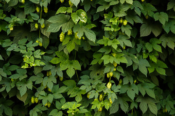 Background of green ripe hop cones. Ingredients for the production of organic beer. Brewing. Backdrop of the Oktoberfest.