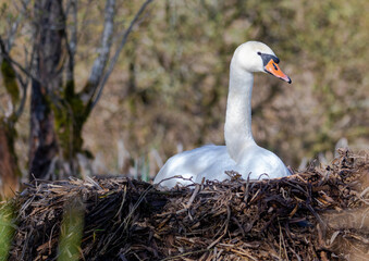 A female mute swan is brooding in its nest in southern Germany