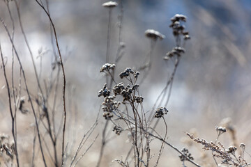 Frozen dry grass in the snow.