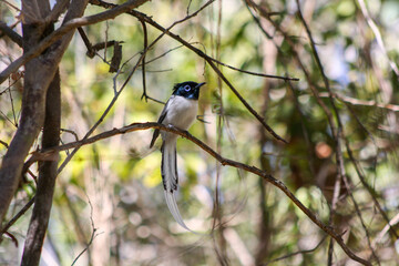 Obraz premium Beautiful male Malagasy paradise flycatcher (Terpsiphone mutata) perched on a branch in the forest