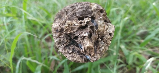 Decay wood in the great forest