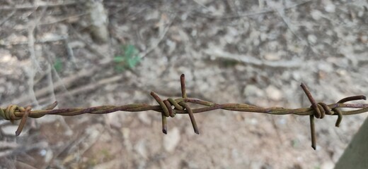 Rusty barbed wire in the forest