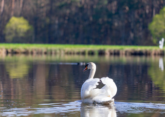 A male mute swan swims on a pond in southern Germany