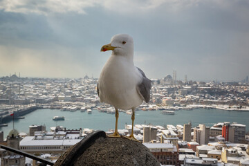 Seagull close-up on the background of Istanbul