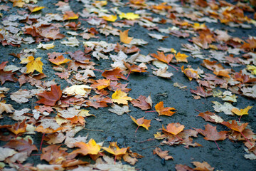 une feuilles d'érable sur le bitume à l'automne