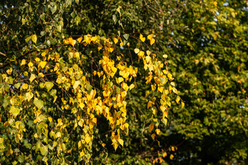 Yellow birch leaves. Autumn background
