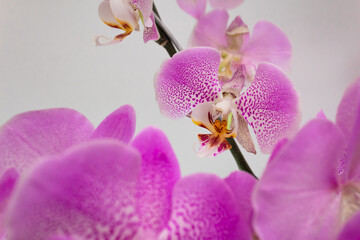 Orquídeas rosas presentación 