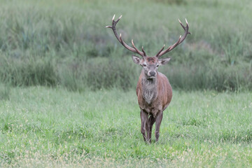 Isolated Red deer male cross the meadow (Cervus elaphus)