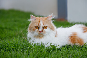 Naklejka na ściany i meble The cute Persian cat is sitting on a green grass field, selective focus shallow depth of field