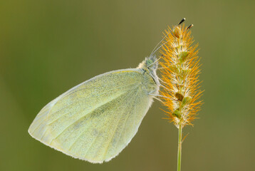 Large white, also called cabbage butterfly. Sitting on the grass at dusk. Side view, closeup. Blurred  light background. Genus species Pieris brassicae.