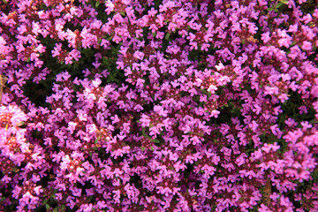 Fototapeta premium 芝桜