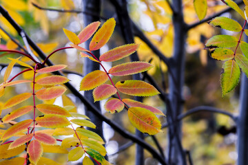 Fall leaves of Mountain Ash in wooded background
