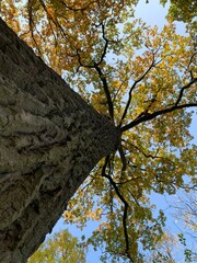 huge and old oak tree, yellow leaves, autumn background