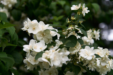 Close up of blooming jasmine bush in the garden. Nature concept. Copy space.