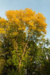 The tree turns yellow in autumn