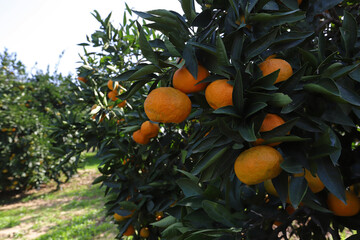 Turkey / İzmir / Natural tangerine trees 