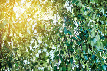 Green leaves on the branches of a birch in the sun outdoors