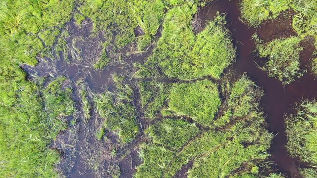 Aerial video of forest boggy lake in the Karakansky pine forest near the shore of the Ob reservoir.