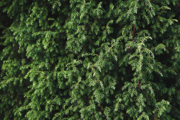 Juniper bush closeup. Evergreen juniper background. Coniferous bush texture
