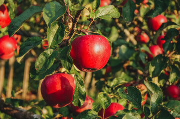 Red apples on an Apple tree