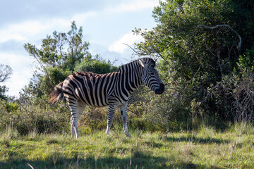 Fototapeta na wymiar Zebra im Schotia Wildpark