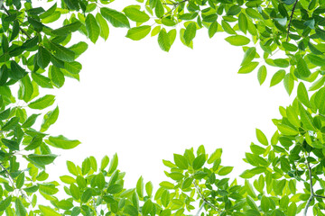 Green leaves on white background