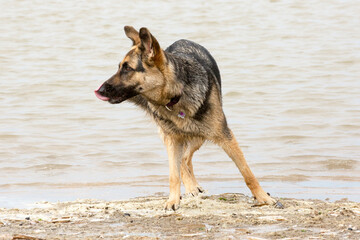 German shepherd on the beach