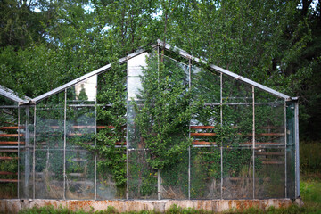 an old abandoned greenhouse with the remnants of glazing and trees sprouted inside