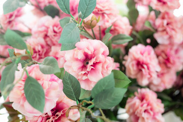 Closeup image of beautiful flowers wall background with amazing colorful roses. Top view