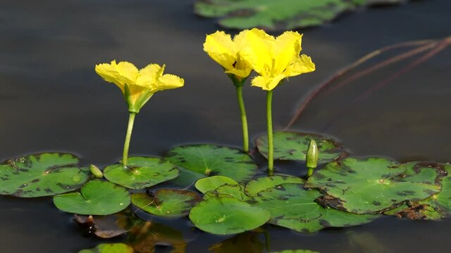 Flower of yellow floating heart, aquatic plant, floating on a pond, Nymphoides peltata
