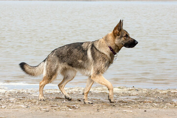 German shepherd on the beach