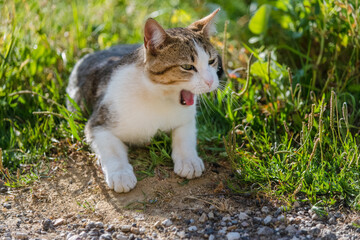 little beautiful cat that yawns. the pet opened his mouth wide. very cute photo of a cat