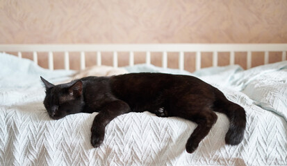 Big black cat sleeps on a blue blanket