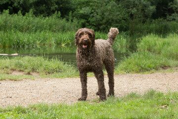 Brown poodle comeing out of the water
