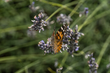 The Marbled Fritillary