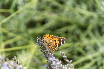 The Marbled Fritillary