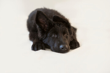 Black german shepherd pup lying on his belly