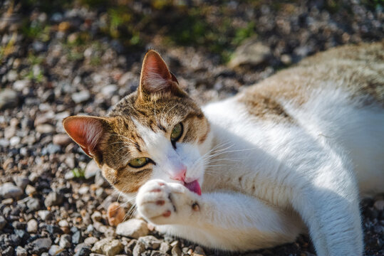 little beautiful cat that washes its paw nicely in the morning. pet and very cute photo of a cat.