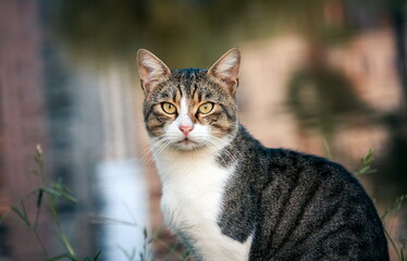 Naklejka na ściany i meble Beatiful street cat portrait sitting outdoors