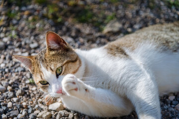 little beautiful cat washing his paw in the morning. pet and very cute photo of a cat.