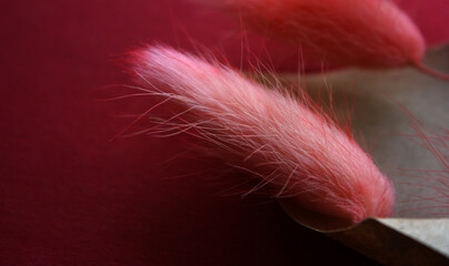 Dry lagurus fluffy pink grass in parchment on the red background
